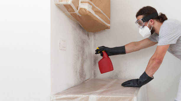 Professional Basement Mold Remediation technician working in Newtown, PA