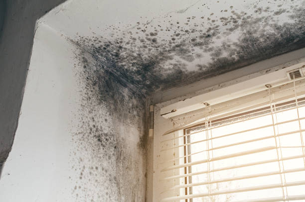 Affordable Basement Mold Remediation solutions in Newtown, PA