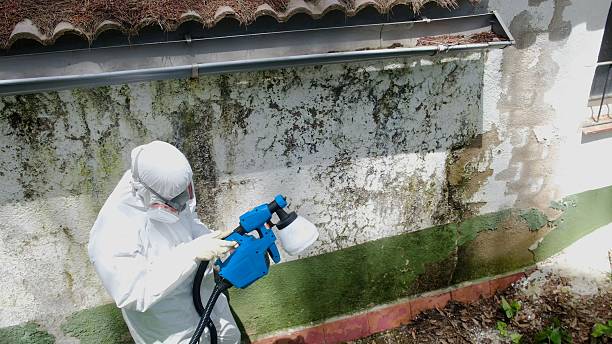 Top rated local Basement Mold Remediation specialists in Newtown, PA